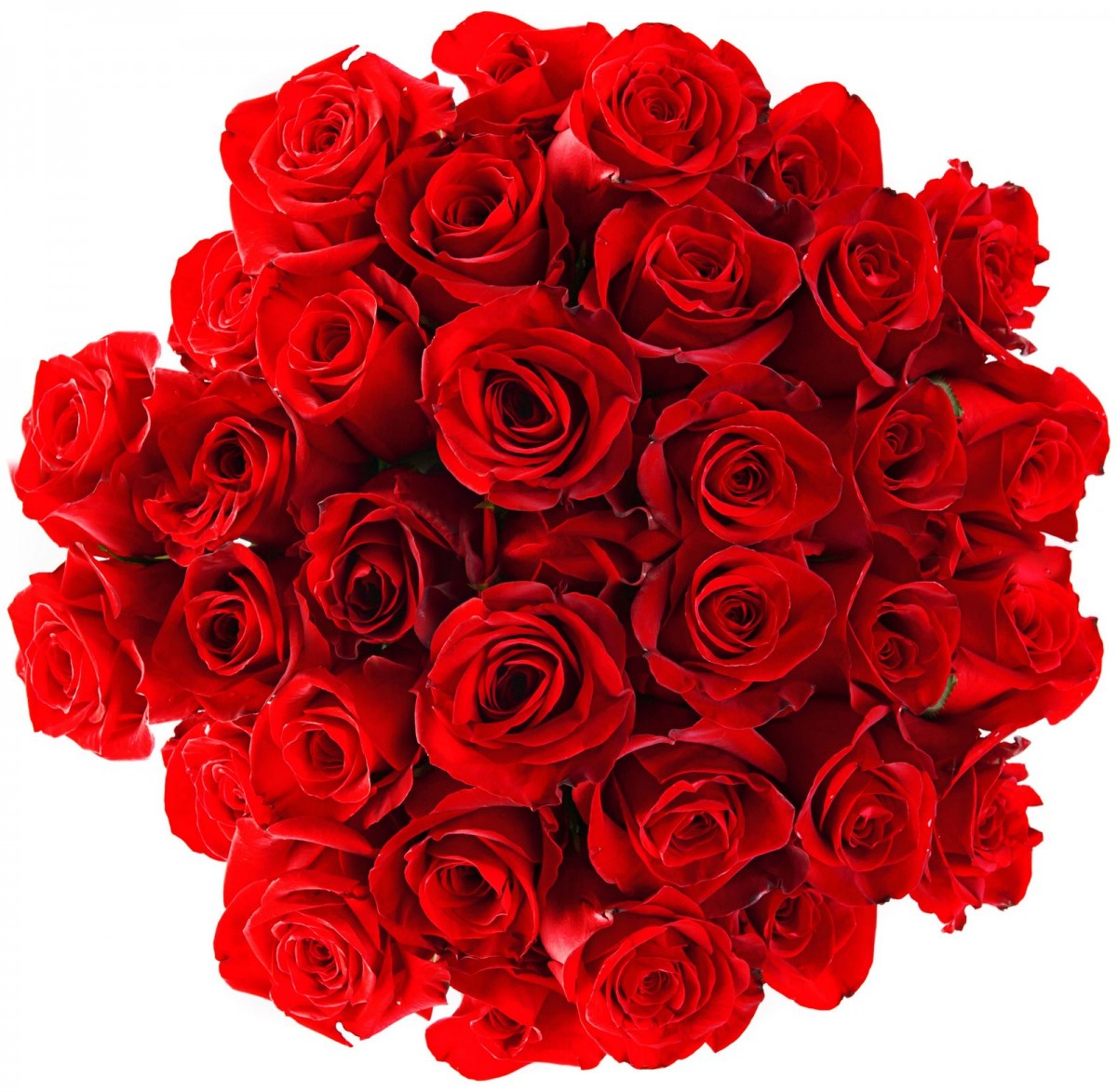 35 Trandafiri roşii